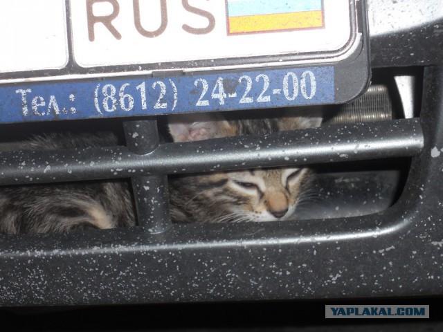 Решил уровень масла проверить