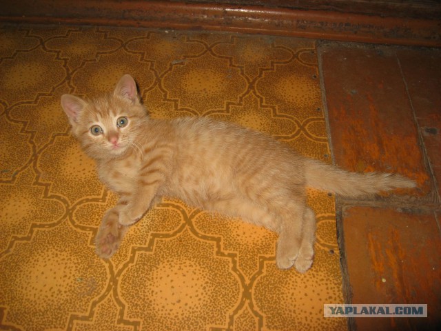 Котовторник 15.07.2014.
