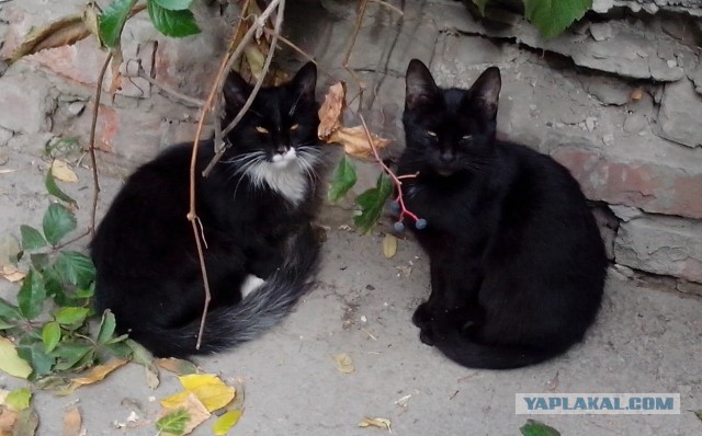 Котовторник 7.10.2014