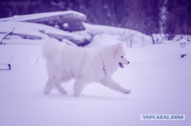 Самоедская лайка