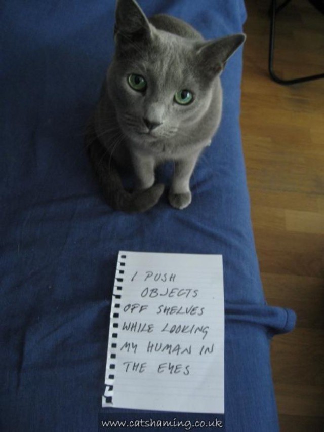 40 провинившихся котов