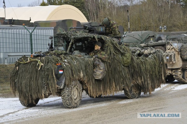 Японский боевой куст