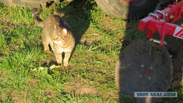 Котовторник 09.06.2015