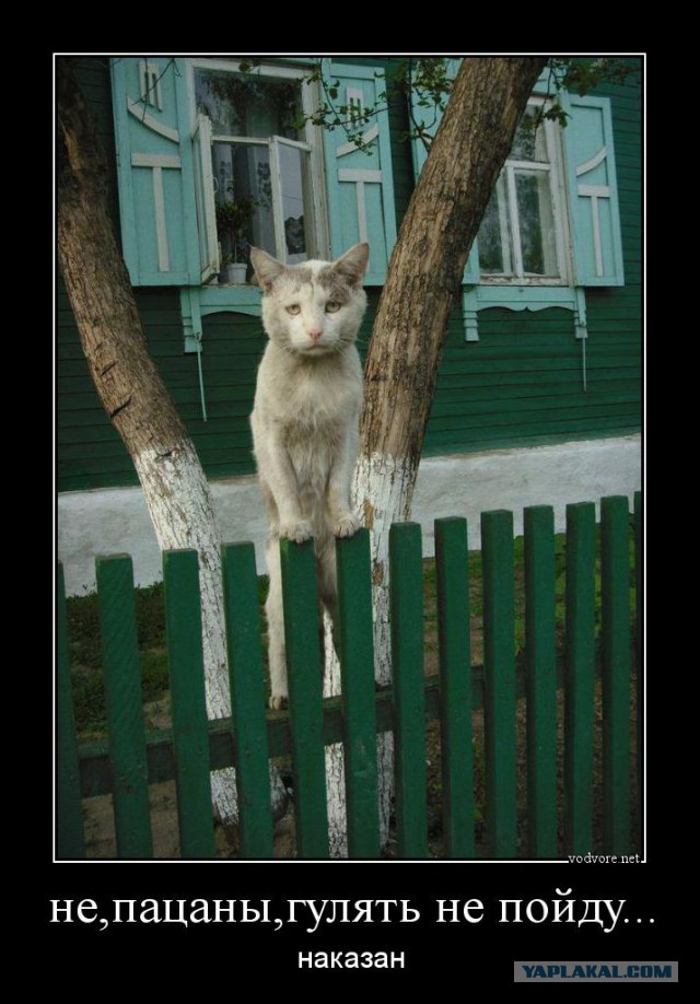 Известные котомемы.