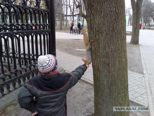 Белки забавные