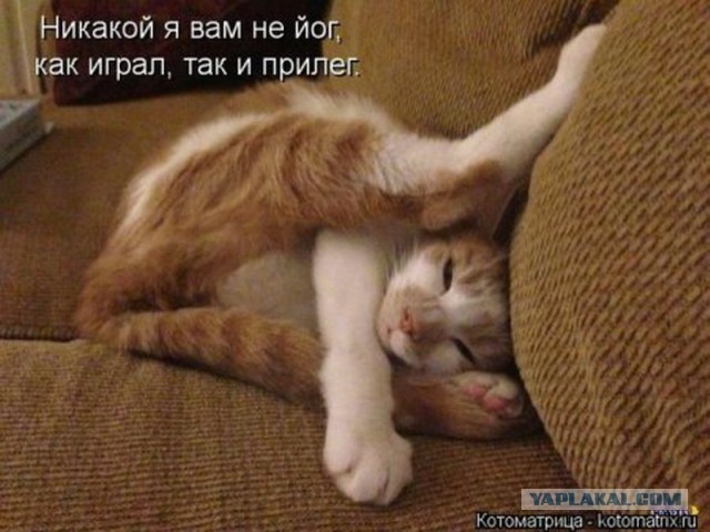 Как спят кошки....