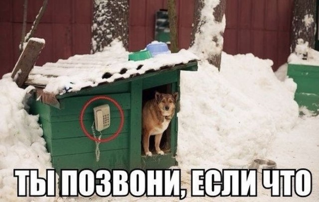 Картинки из сети