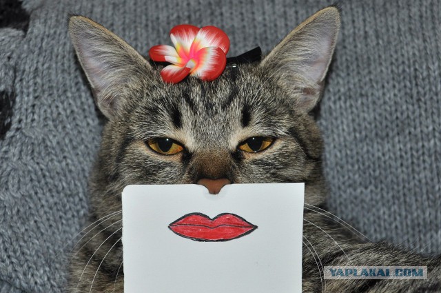 Котовторник