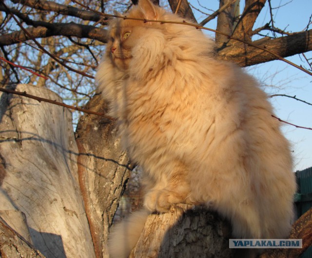 Неправильный кот