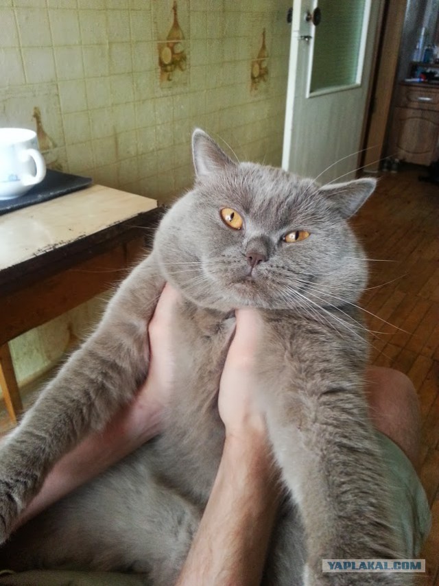 Котовторник 26.01.2016