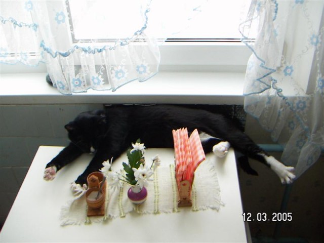 Кошки и Собаки - большая подборка