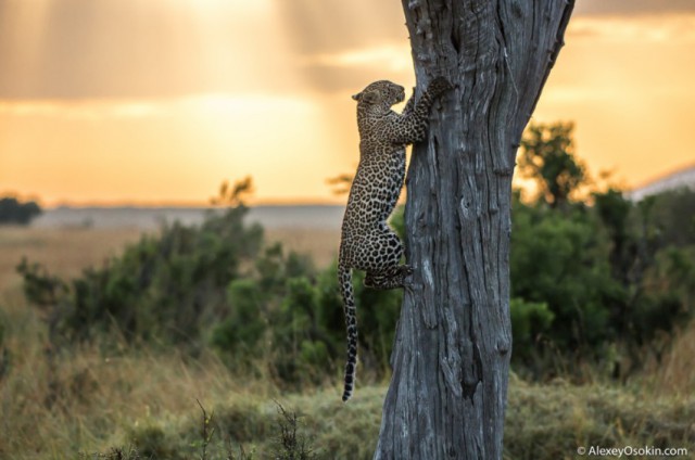 Леопардик Поли