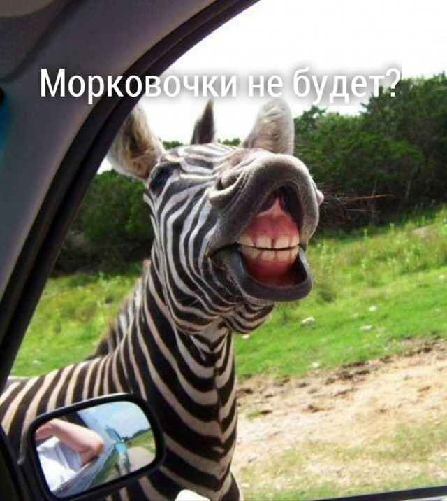 Прикольные животные