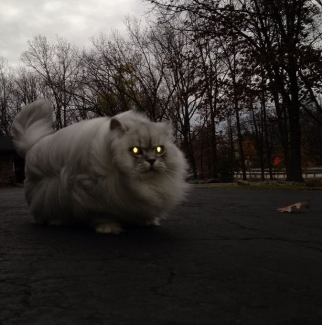 Коты из сети