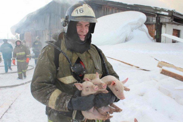 Сотни поросят спасены из огня в томском свинарнике