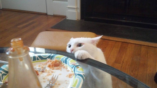 Коты и Кошки