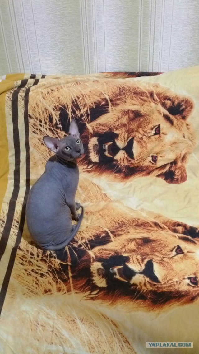 Откуда взялись лысые кошки?