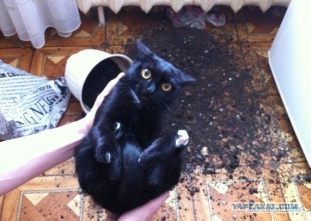 Коты. Отнюдь не ми-ми-ми.