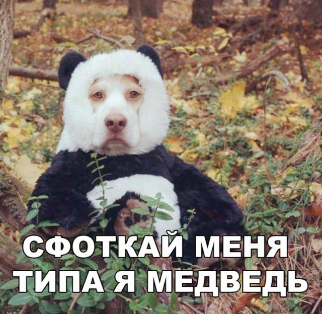 Подборка забавных животных