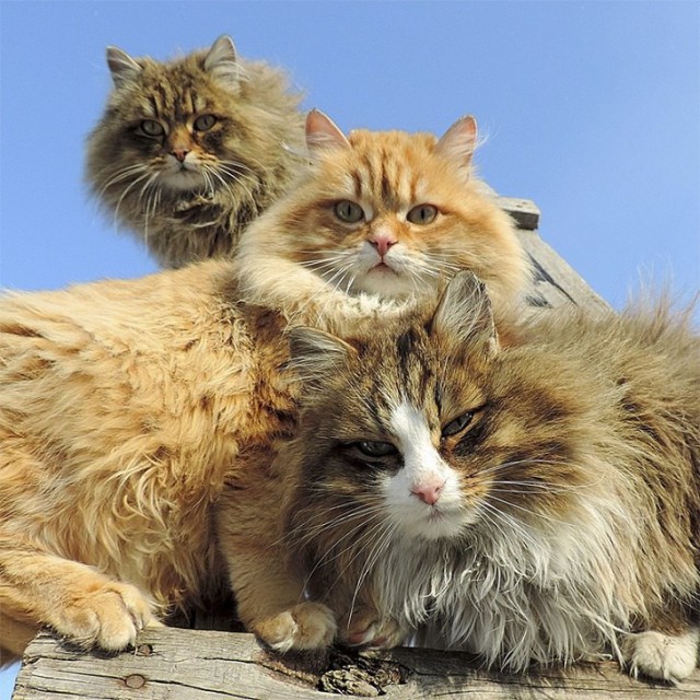 Котовторник