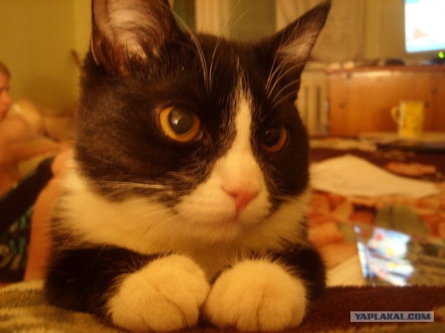Котовторник на ЯПе (21.04.2009)