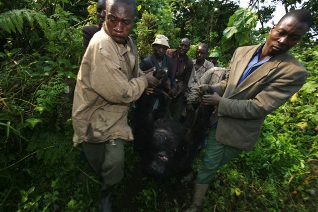 Убийство в Национальном парке Virunga (+18)