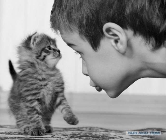 Котовторник. А как же?!