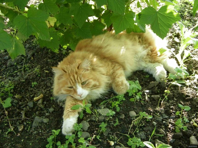 Котовторник с Максом