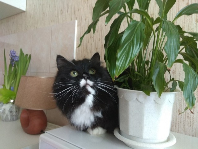 Живность из сети