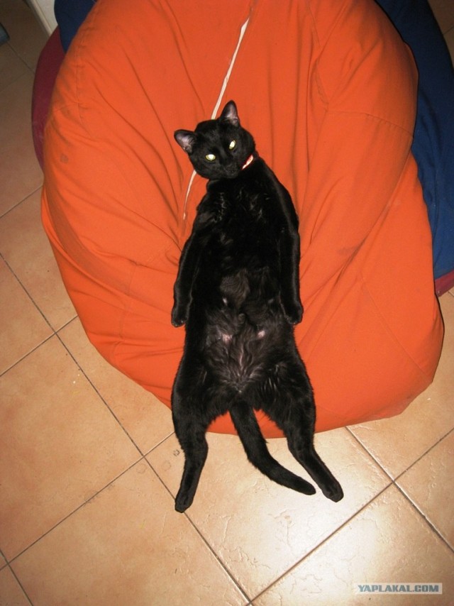 Котовторник 27.12.11