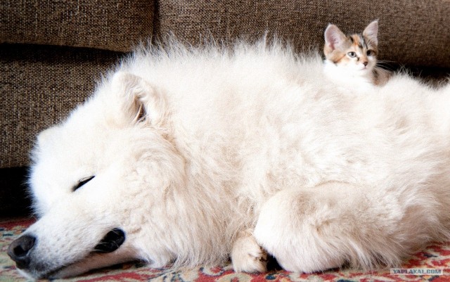 Котовторник (10.01.2012)