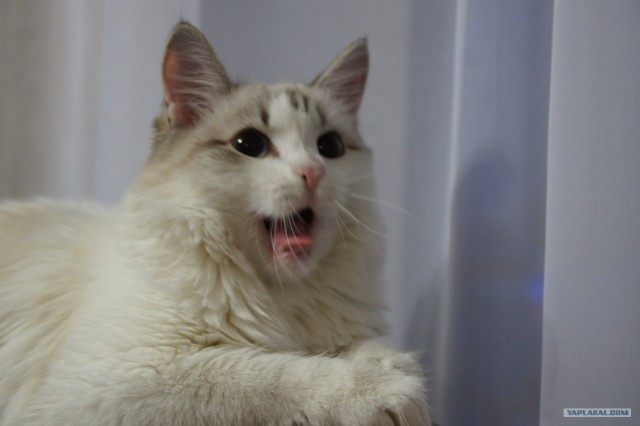 Котовторник (24. 01. 2012 )
