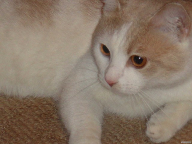 КОТОВТОРНИК (6.03.2012)