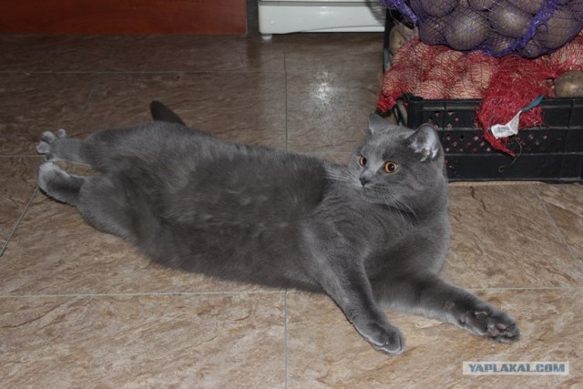 Котовторник! 13.03.2012