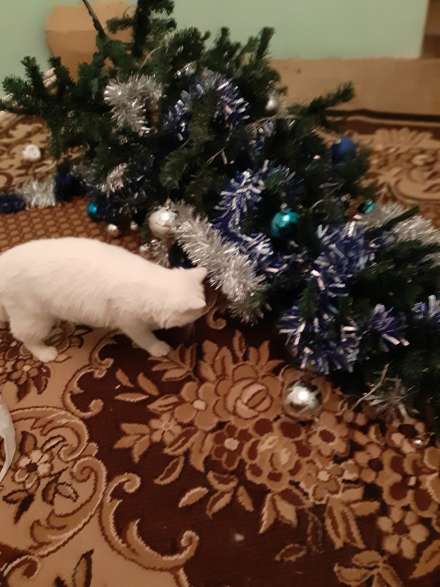 Прикольных котов пост