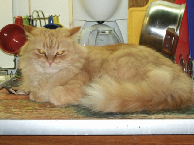 Котовторник   5.06.2012