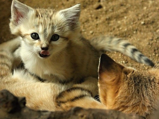 Барханная кошка, и барханный котенок