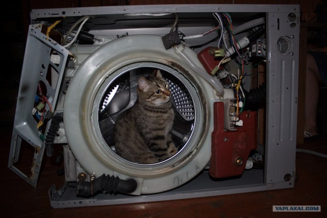 Котовторник 07.08.2012