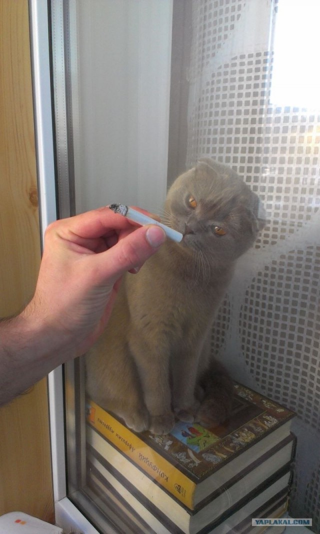 Кот на кресле