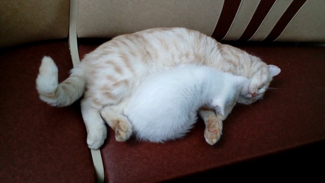 05.03.19 Котовторник же