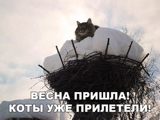 Забавные фото котеек