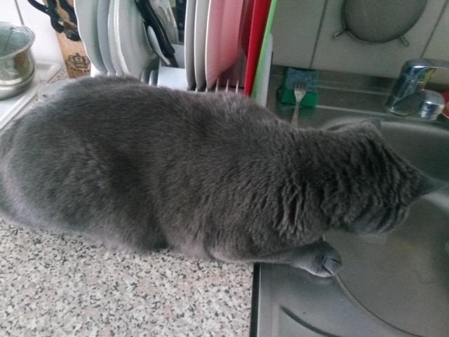 Котовторник  06.08.2019