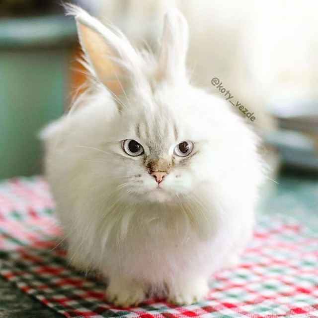 Коты везде