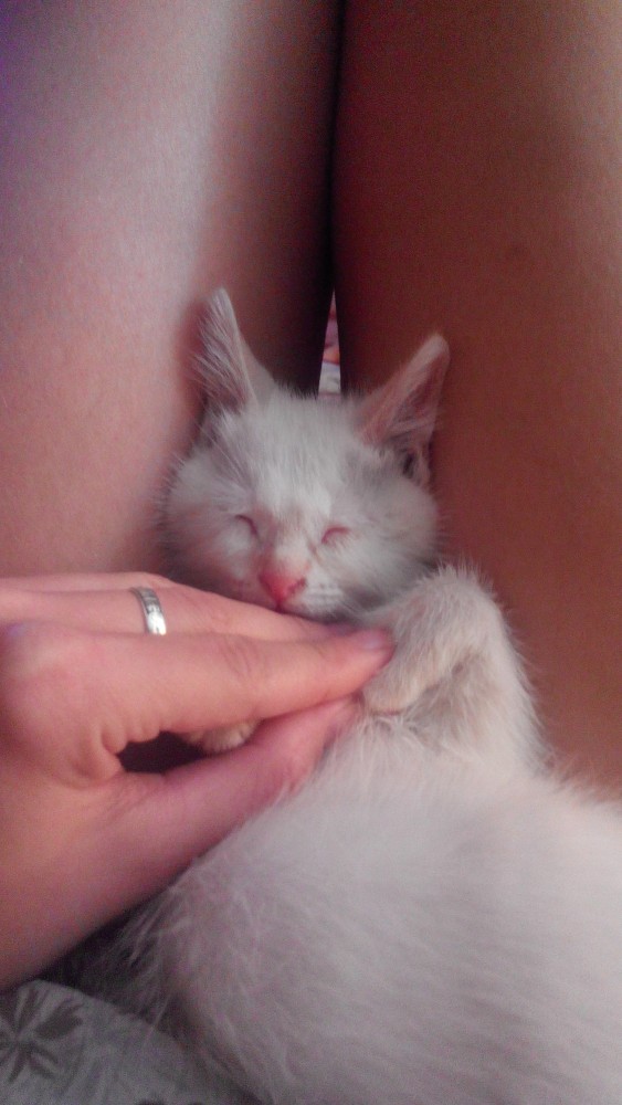 Коты, которые нас порадовали!