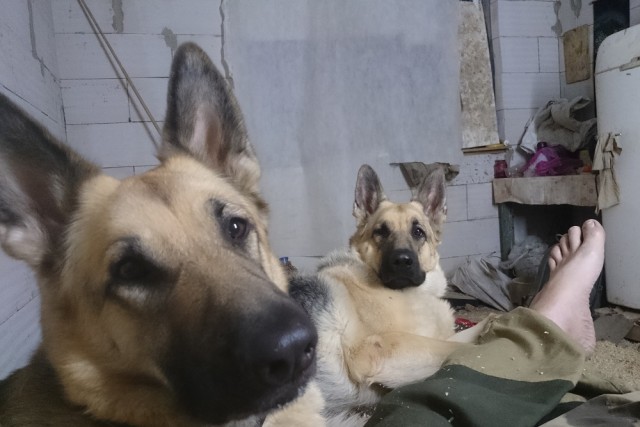 К собакочетвергу