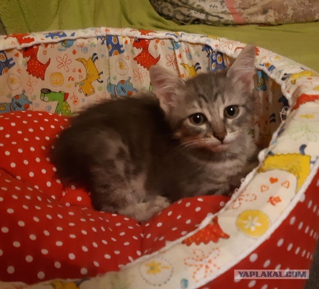 Котики-шпротики!)))