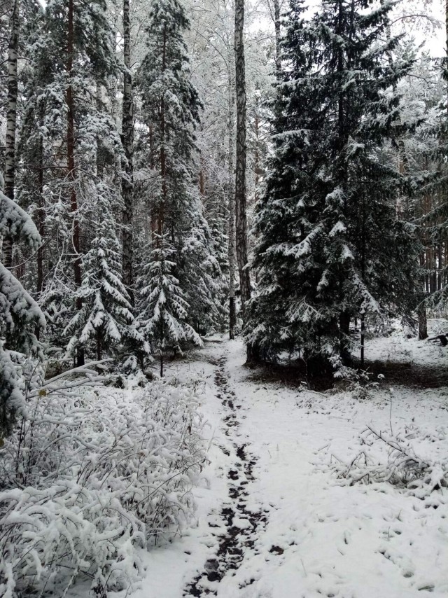 В Красноярск пришла зима