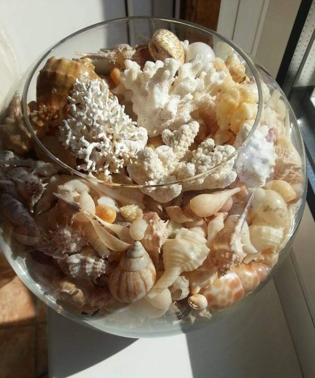Кто живёт в ракушках, которые хранятся в серванте у каждого?