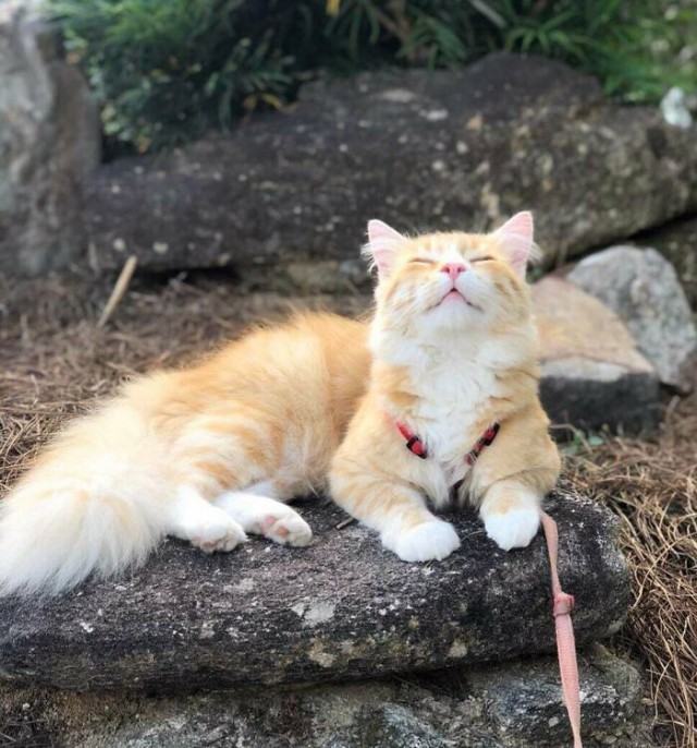 К - Котогеничность