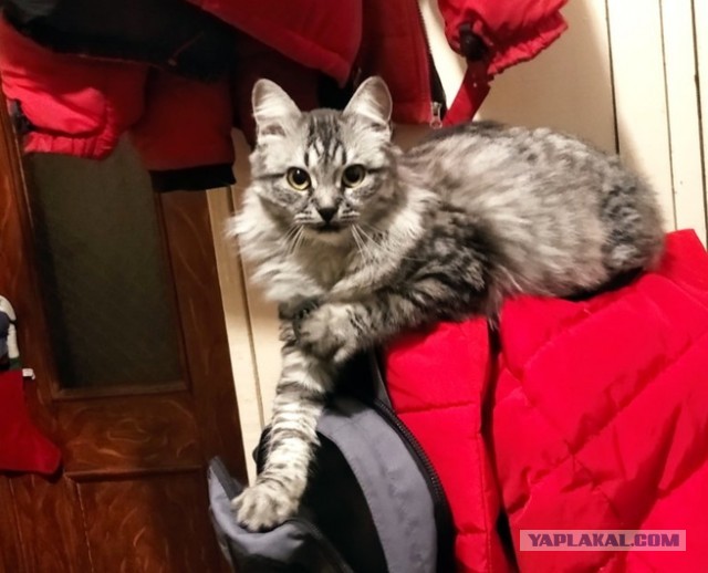 Моя красотка